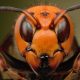 Japanese giant hornet