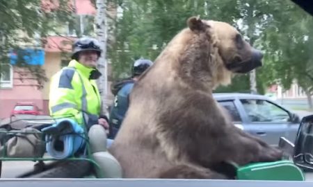 Bear