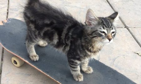 Skateboarding kitten