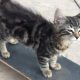 Skateboarding kitten