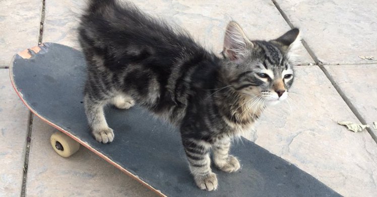 Skateboarding kitten