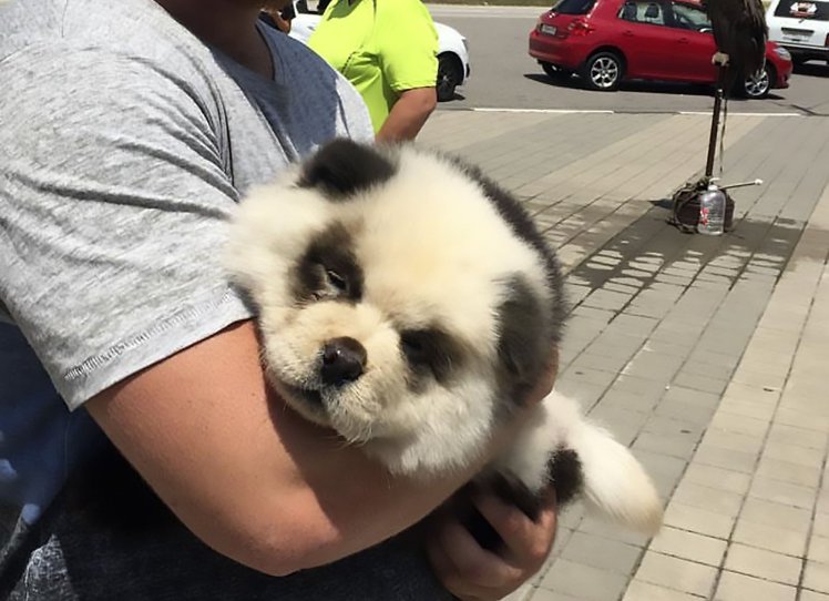 Man Caught Scamming Tourists By Dying Chow Chow Dog To Look Like A Baby ...