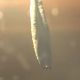 Contrail