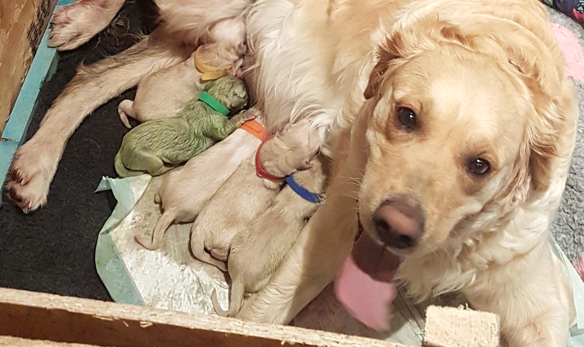  A Golden Retriever mother dog lying with her newborn puppies, who have green fur.