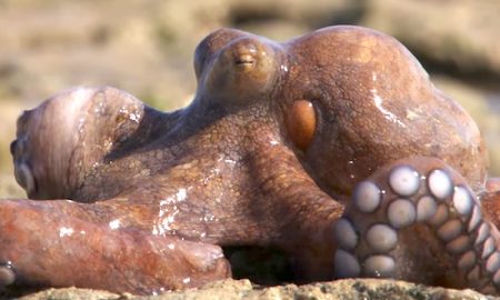Octopus