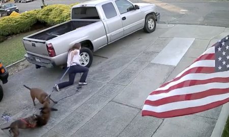 Pitbulls attack cat
