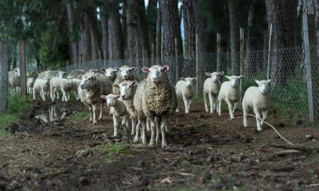 Sheep