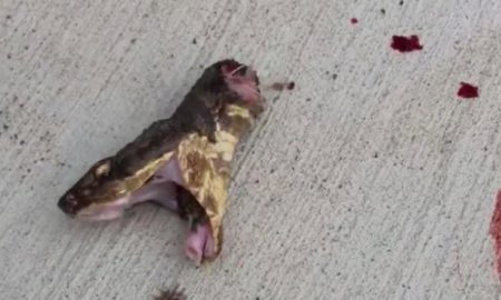 Snake head