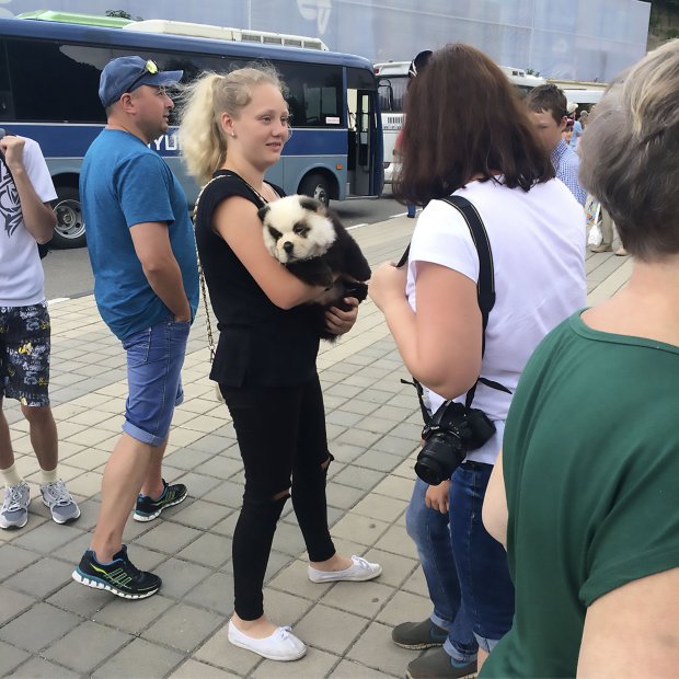 Tourist panda cub