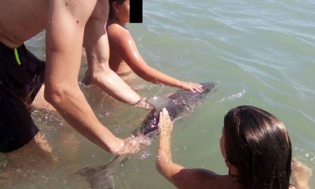 Baby dolphin tourist selfies