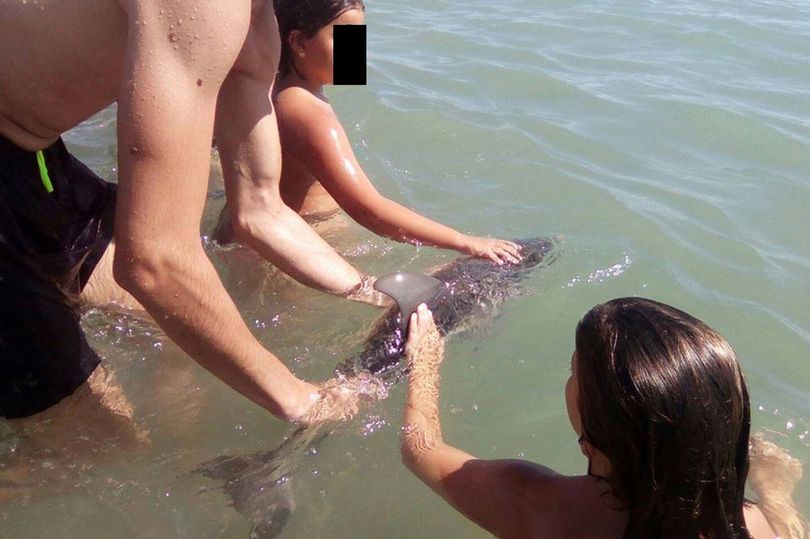 Baby dolphin tourist selfies