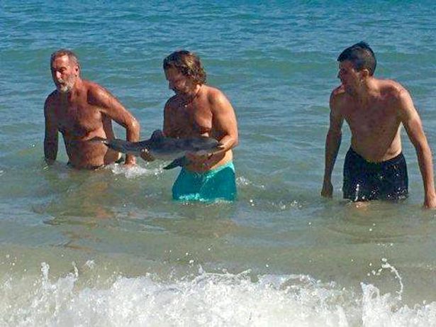 Baby dolphin tourist selfies