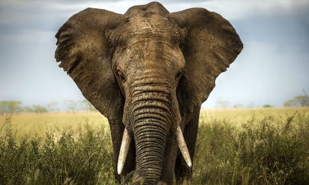 Elephant