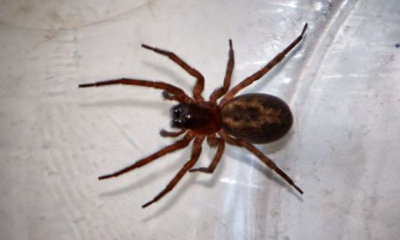 Woman adds false widow spider to her collection of pets, Chalgrove, Oxfordshire, Britain - 06 Nov 2013
