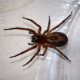 Woman adds false widow spider to her collection of pets, Chalgrove, Oxfordshire, Britain - 06 Nov 2013