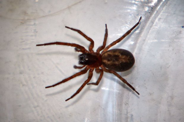 Woman adds false widow spider to her collection of pets, Chalgrove, Oxfordshire, Britain - 06 Nov 2013