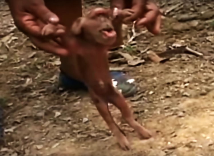 Pig monkey