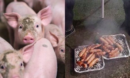Piglet sausages