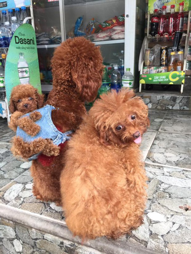 dog backpack