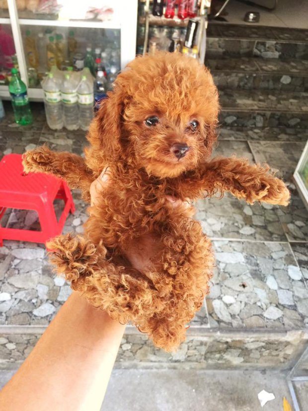 dog backpack