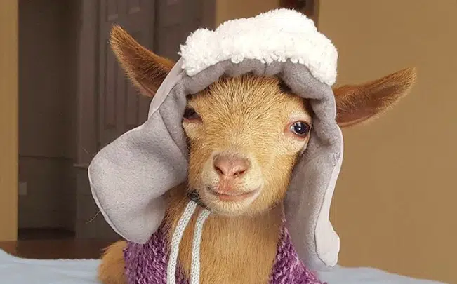 Goats Are Taking Over Cats And Dogs As The Most Popular Pet Choice