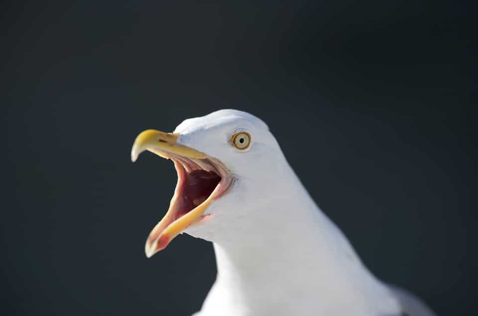 Seagull 1