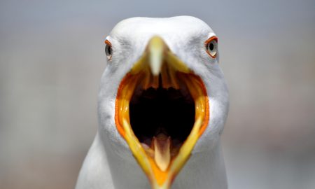 Seagull