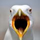 Seagull
