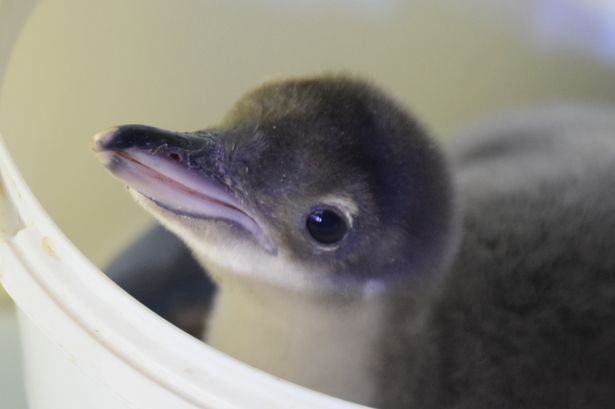 baby penguin chick