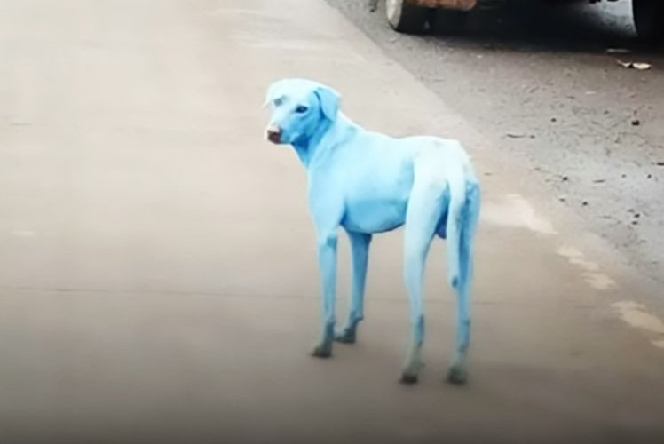 Blue dog
