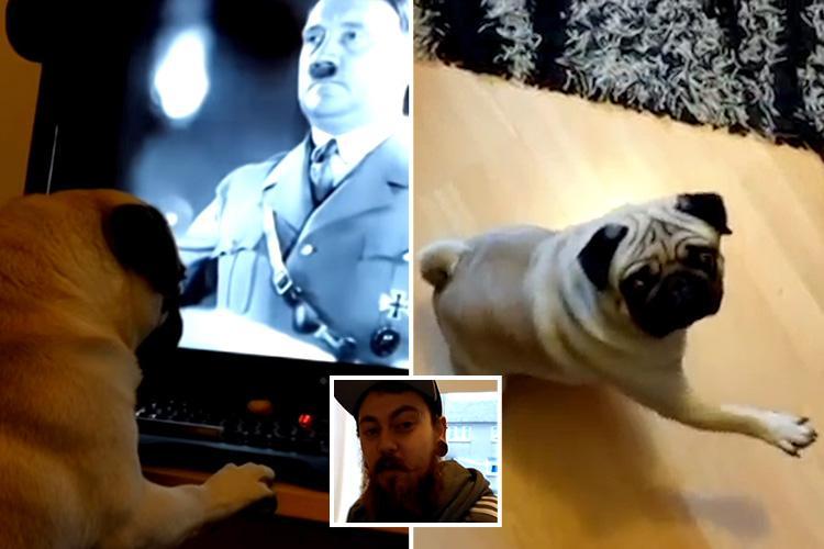 Mark Meechan nazi dog