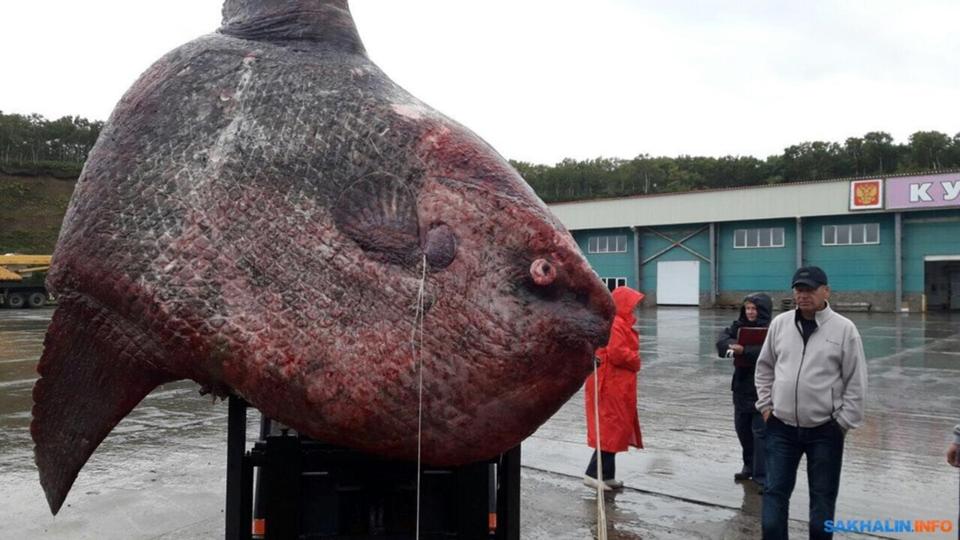 Moonfish внешний аккумулятор