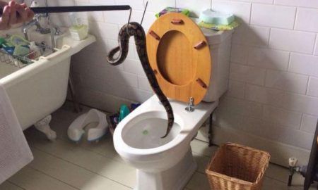 Python Toilet