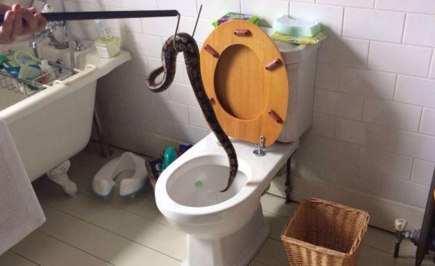 Python Toilet