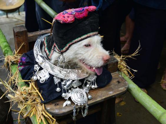 dog-festival-china