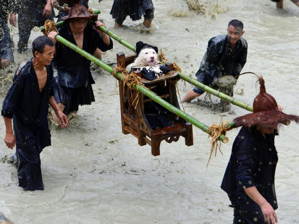 dog-festival-china1