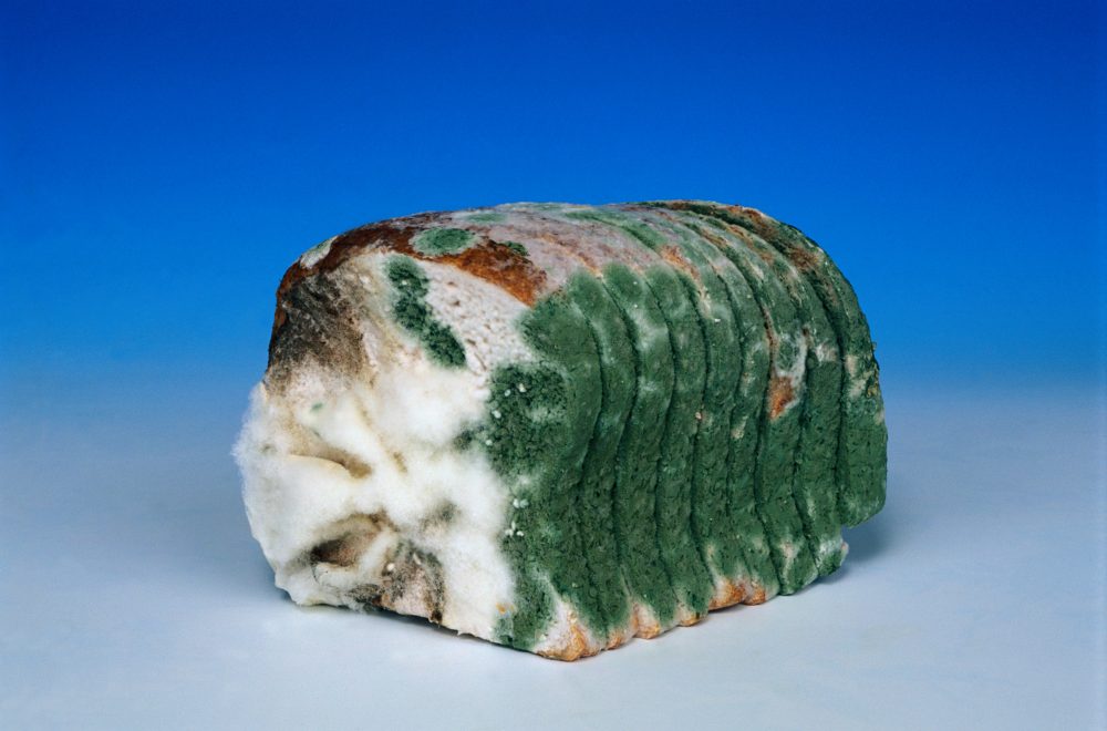 Mouldy bread