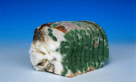 Mouldy bread