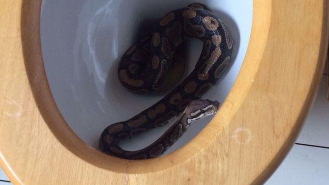 python toilet 2