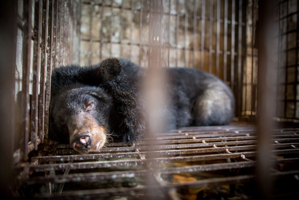 Bile Bears 1