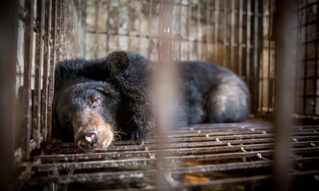 Bile Bears 1
