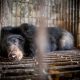 Bile Bears 1
