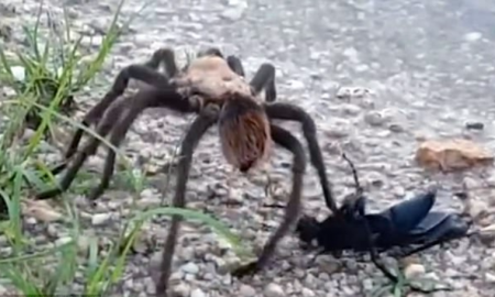 Tarantula V Tarantula Hawk