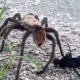 Tarantula V Tarantula Hawk