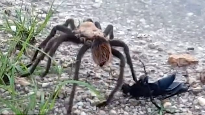 Tarantula V Tarantula Hawk