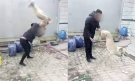 Guy Beats DogGuy Beats Dog