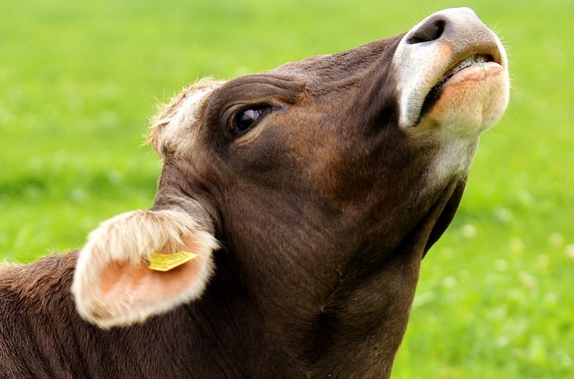 Man Has Sex With Three Cows After Breaking Into Employer’s