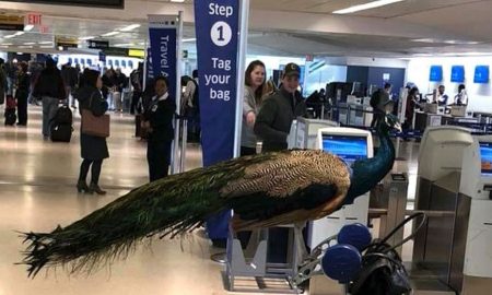 Emotional Support Peacock
