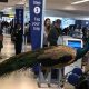 Emotional Support Peacock