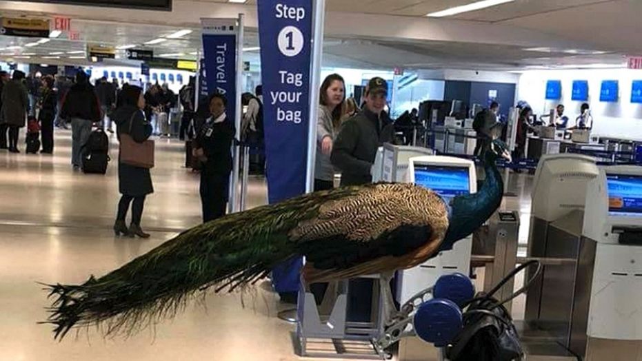 Emotional Support Peacock